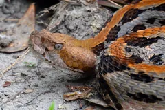 Orange-striped timber rattlesnake of the southern canebrake form on sand