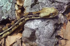 Timber rattlesnake stretched over grey rocks and dry leaves