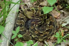 Dark-banded timber rattlesnake coiled in leaf litter beside a branch
