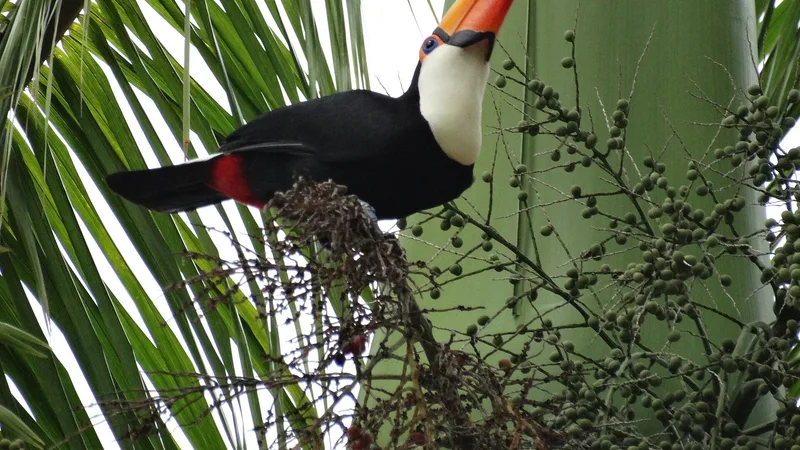 toco toucan in natural habitat