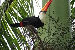 toco toucan in natural habitat