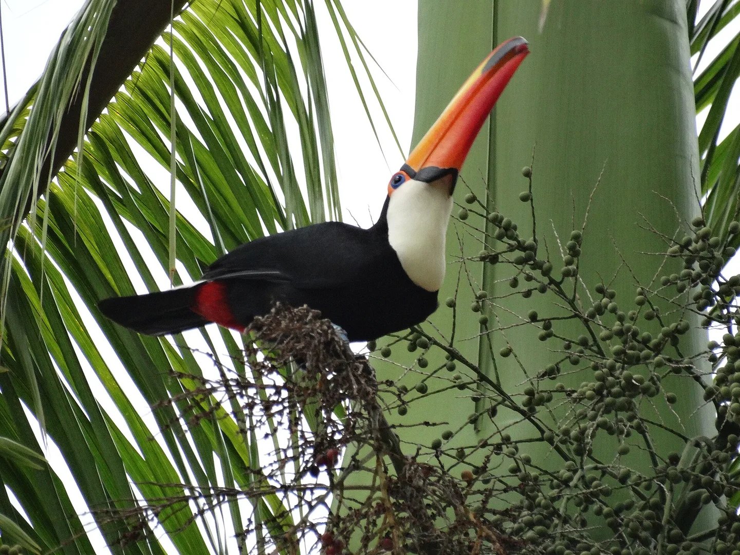toco toucan in natural habitat