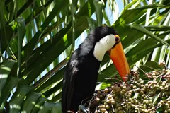 toco toucan in natural habitat