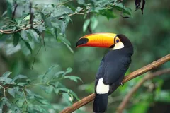 toco toucan in natural habitat