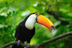 toco toucan in natural habitat