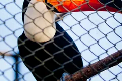 toco toucan in natural habitat