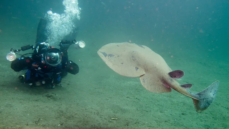 Electric Torpedo Ray swimming through coastal kelp forest waters