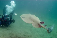 Electric Torpedo Ray swimming through coastal kelp forest waters