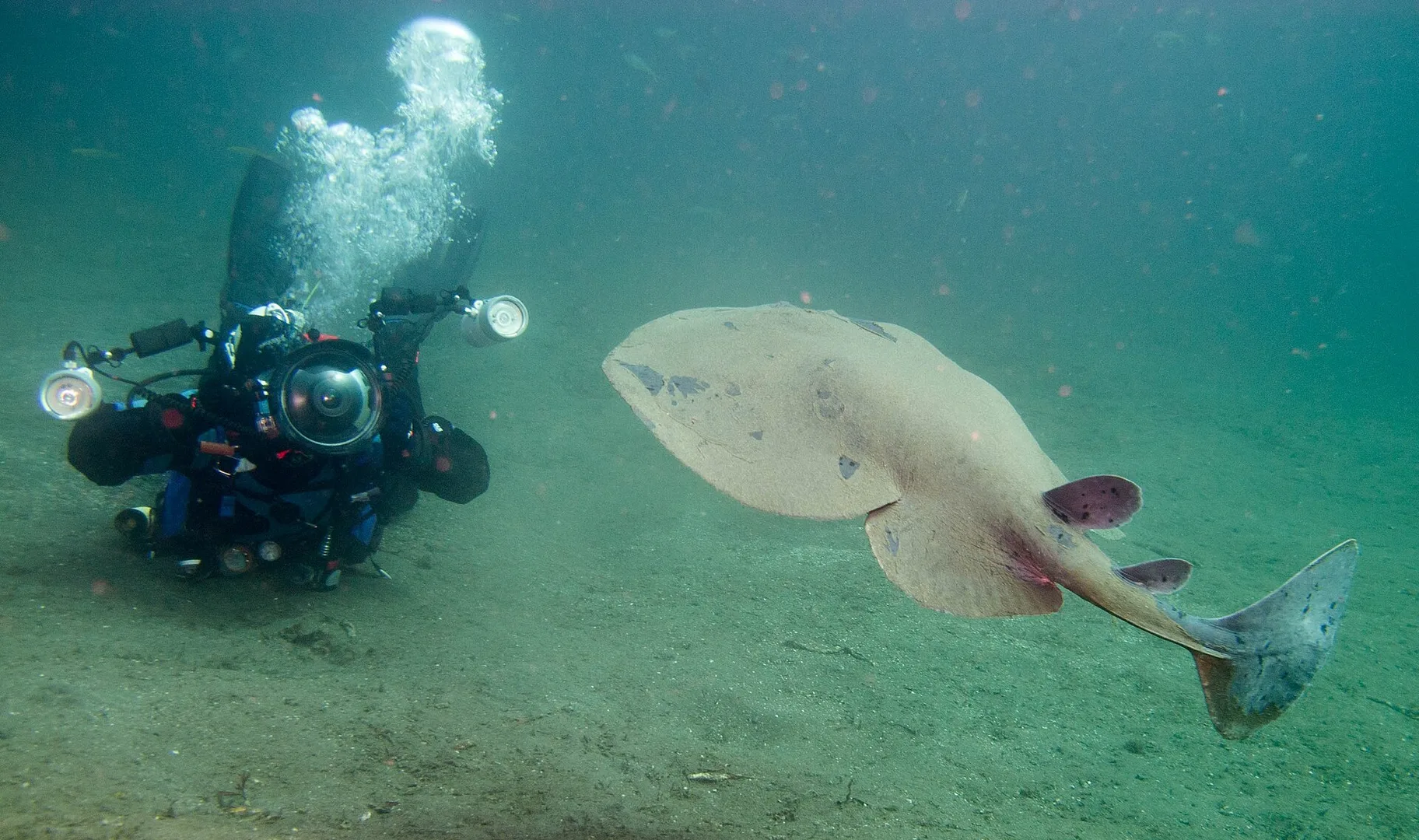 Electric Torpedo Ray swimming through coastal kelp forest waters