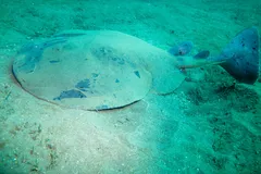 Electric Torpedo Ray patrolling above the ocean reef floor