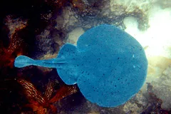 Electric Torpedo Ray disc and dorsal fins close-up