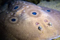 Wild Torpedo Ray camouflaged on the sandy ocean seabed