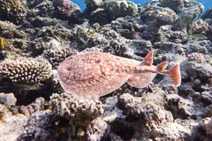 Electric Torpedo Ray swimming across coastal reef waters