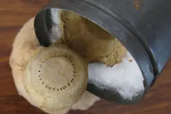 Trapdoor Spider (Ctenizidae) displaying natural behavioral traits in wild habitat
