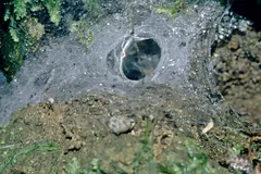 Trapdoor Spider (Ctenizidae) displaying natural behavioral traits in wild habitat