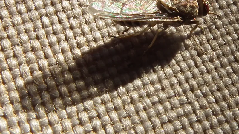 Tsetse fly resting on a woven surface in Tanzania, wings folded over its back