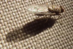 Tsetse fly resting on a woven surface in Tanzania, wings folded over its back