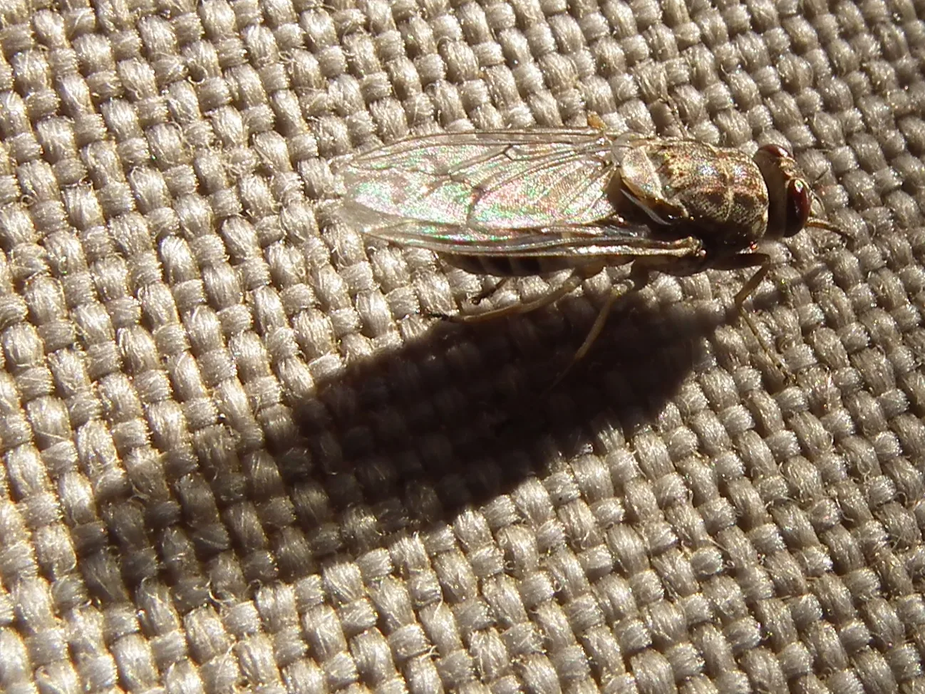 Tsetse fly resting on a woven surface in Tanzania, wings folded over its back