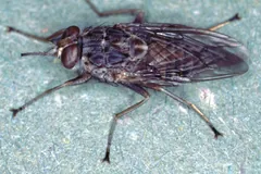 Adult Glossina morsitans tsetse fly from above, wings crossed like closed scissors