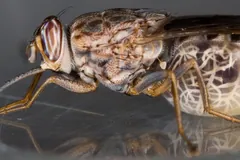 Pregnant female tsetse fly with a swollen abdomen, side view