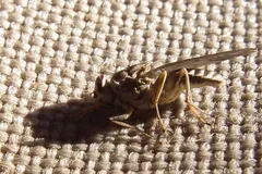 Tsetse fly standing on a woven surface, its long mouthparts pointing forward