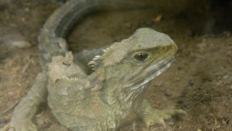 Sphenodon punctatus in Waikanae, New Zealand