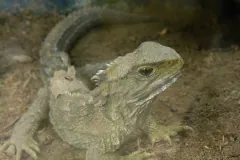Tuatara