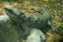 Tuatara (Sphenodon punctatus)