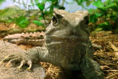 Tuatara (Sphenodon punctatus)