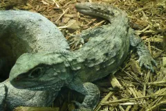 Tuatara (Sphenodon punctatus)