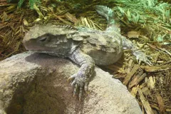 Tuatara Sphenodon punctatus