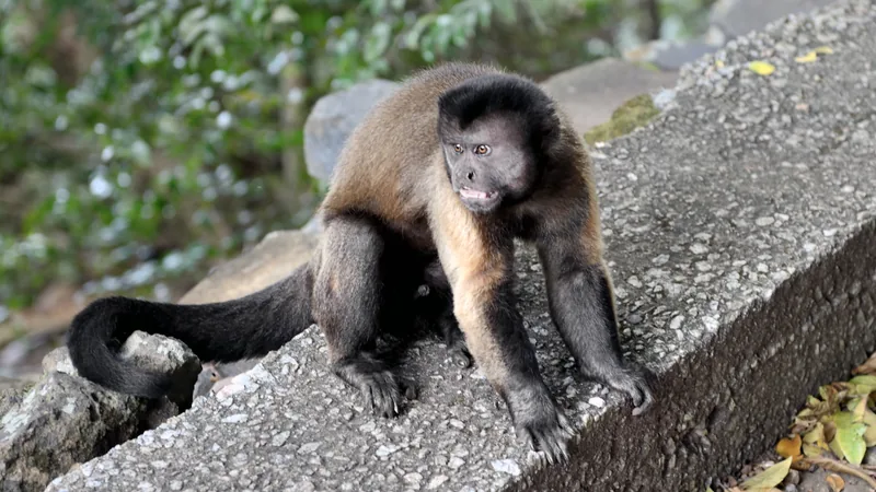 Brown tufted capuchin with a dark cap sitting in a tree, looking to one side