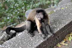 Tufted Capuchin