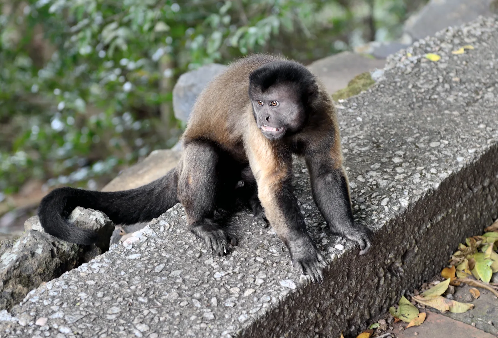 Brown tufted capuchin with a dark cap sitting in a tree, looking to one side