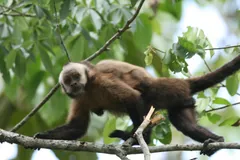 Female capuchin carrying a young one on her back as she walks along a branch