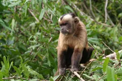 Capuchin with a dark cap sitting among green leaves by a river