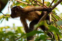 Capuchin climbing through a tangle of thin branches, tail hanging below