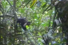 Dark capuchin moving through dense green forest