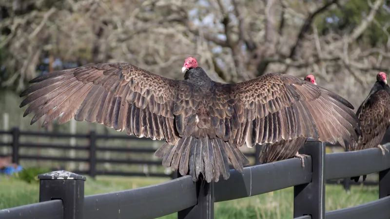 Turkey vulture with wings spread wide on a wooden rail, red head turned to the side