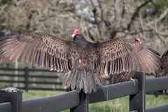 Turkey vulture with wings spread wide on a wooden rail, red head turned to the side
