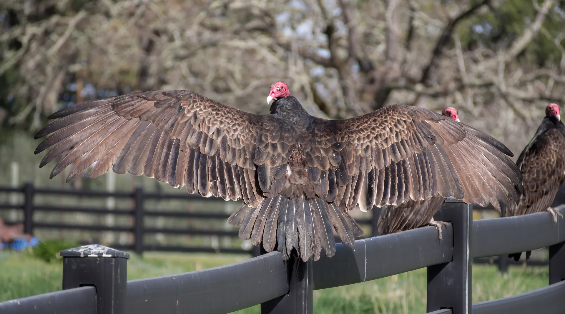 Turkey vulture with wings spread wide on a wooden rail, red head turned to the side