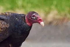 Close view of a turkey vulture's bare red head and pale bill