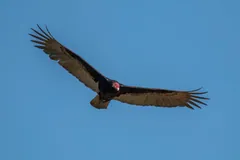 Turkey vulture soaring with long wings held in a shallow V against blue sky
