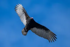 Turkey vulture seen from below in flight, pale flight feathers lit by the sun