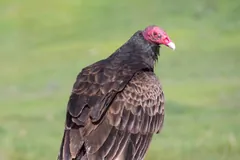 Turkey vulture perched on a post with grass behind it