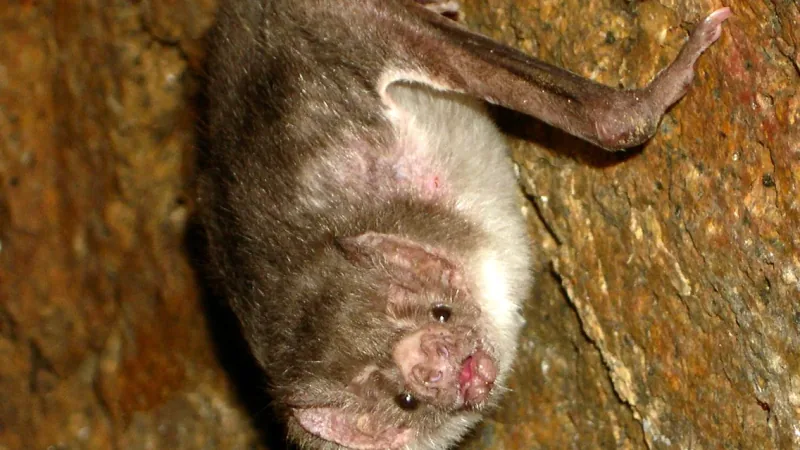 Common Vampire Bat wildlife photography