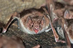 Common Vampire Bat