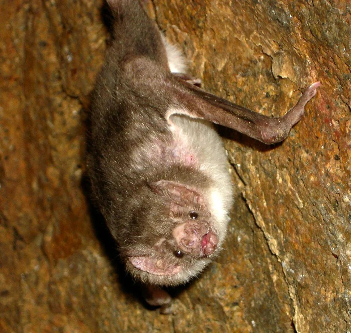 Common Vampire Bat wildlife photography