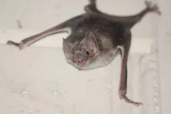 Common vampire bat (Desmodus rotundus) clinging to a pale wall with its wings spread and mouth open