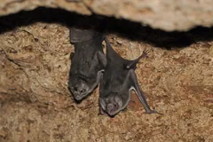 Two common vampire bats hanging side by side from a rough cave ceiling